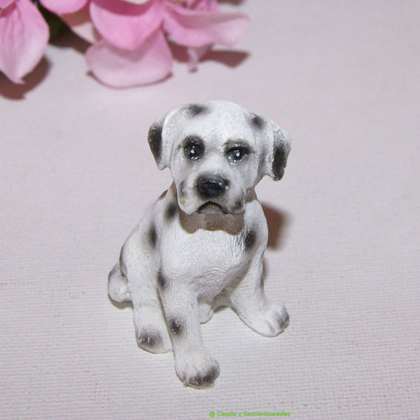 Miniatur Hund weiß gefleckt