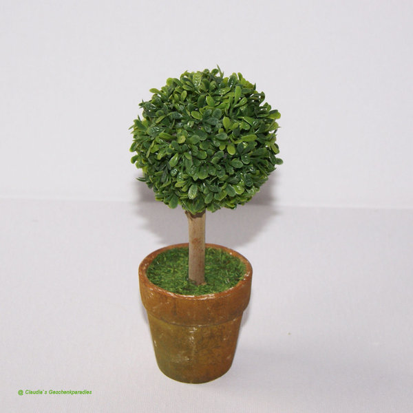 Miniatur Buchsbaum im Topf