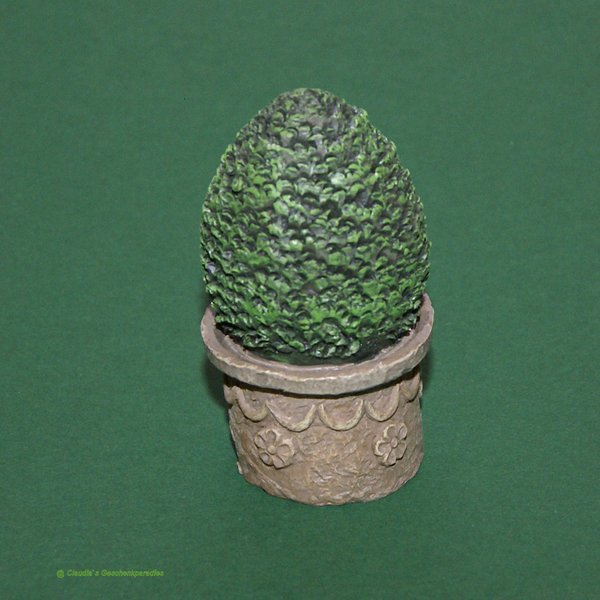 Miniatur Buchsbaum klein