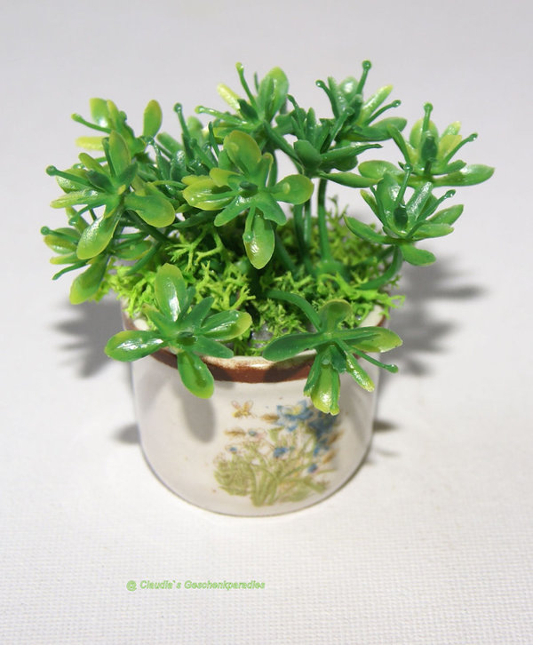 Miniatur Topfpflanze grün